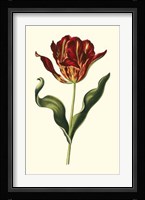Vintage Tulips II Fine Art Print