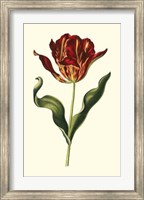 Vintage Tulips II Fine Art Print