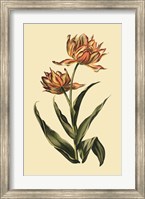 Vintage Tulips III Fine Art Print