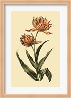 Vintage Tulips III Fine Art Print