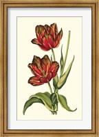 Vintage Tulips V Fine Art Print