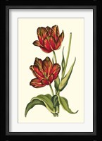 Vintage Tulips V Fine Art Print