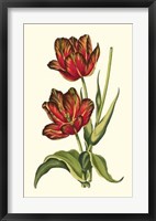 Vintage Tulips V Fine Art Print