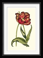 Vintage Tulips VI Fine Art Print