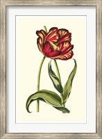 Vintage Tulips VI Fine Art Print
