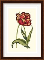 Vintage Tulips VI Fine Art Print