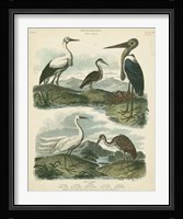 Heron & Crane Species I Framed Print