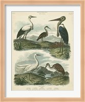 Heron & Crane Species I Fine Art Print