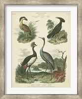 Heron & Crane Species II Fine Art Print
