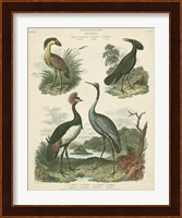 Heron & Crane Species II Fine Art Print