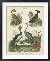 Heron & Crane Species II Framed Print