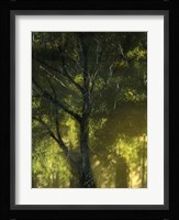 Shaded Reflection I Framed Print