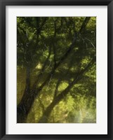 Shaded Reflection II Framed Print