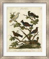 Ornithology II Fine Art Print