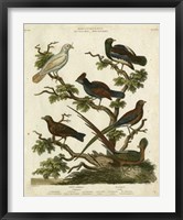 Ornithology II Fine Art Print