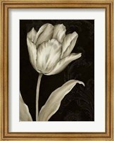 Classical Tulip I Fine Art Print