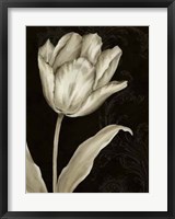 Classical Tulip I Fine Art Print