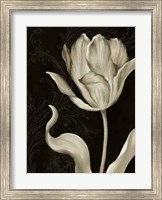 Classical Tulip II Fine Art Print
