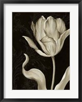 Classical Tulip II Fine Art Print