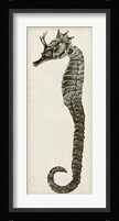 Vintage Seahorse I Framed Print