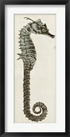 Vintage Seahorse II Framed Print