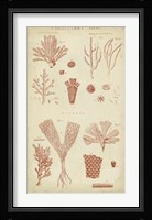 Coralline I Framed Print