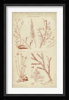 Coralline II Framed Print