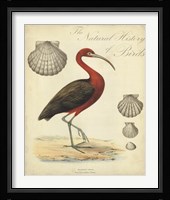 Heron Anthology II Fine Art Print