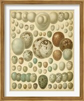 Vintage Bird Eggs I Fine Art Print