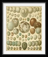 Vintage Bird Eggs I Fine Art Print