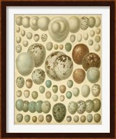 Vintage Bird Eggs I Fine Art Print