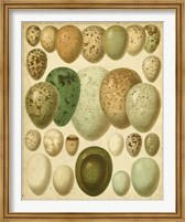 Vintage Bird Eggs II Fine Art Print