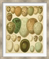 Vintage Bird Eggs II Fine Art Print