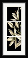 Graphic Lily I Fine Art Print