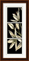 Graphic Lily I Fine Art Print