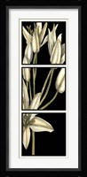 Graphic Lily II Fine Art Print