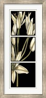 Graphic Lily II Fine Art Print