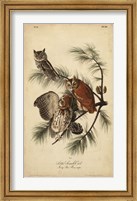 Audubon Screech Owl Fine Art Print