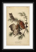 Audubon Screech Owl Fine Art Print