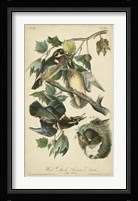 Audubon Wood Duck Fine Art Print