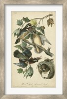 Audubon Wood Duck Fine Art Print