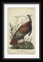 Audubon Wild Turkey Fine Art Print