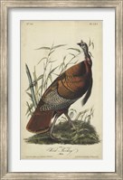 Audubon Wild Turkey Fine Art Print
