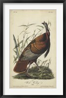 Audubon Wild Turkey Fine Art Print