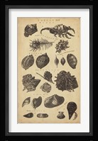 Study of Shells I Fine Art Print
