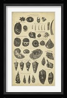 Study of Shells II Fine Art Print