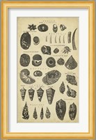 Study of Shells II Fine Art Print