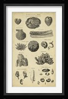 Study of Shells IV Fine Art Print