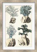 Oversize Coral Species III Fine Art Print