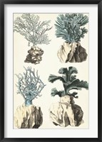 Oversize Coral Species III Fine Art Print
